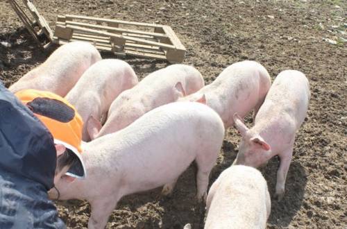 De ferme en ferme
