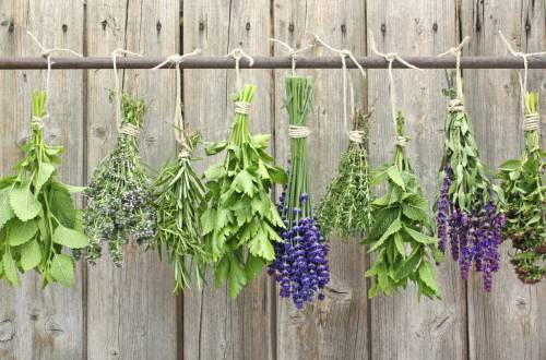 Lavender and aromatic plants