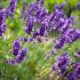 Lavender and aromatic plants