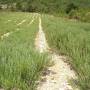 Lavender and aromatic plants