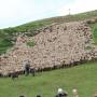 Fte de la Transhumance