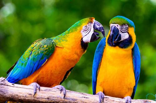 Jardin aux oiseaux d'Upies