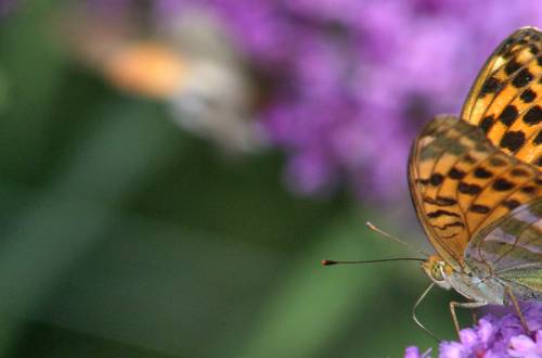 Jardin des Dcouvertes et des papillons  Die