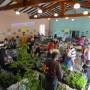 Flower market in Mirabel et Blacons 