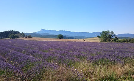 Dcouverte