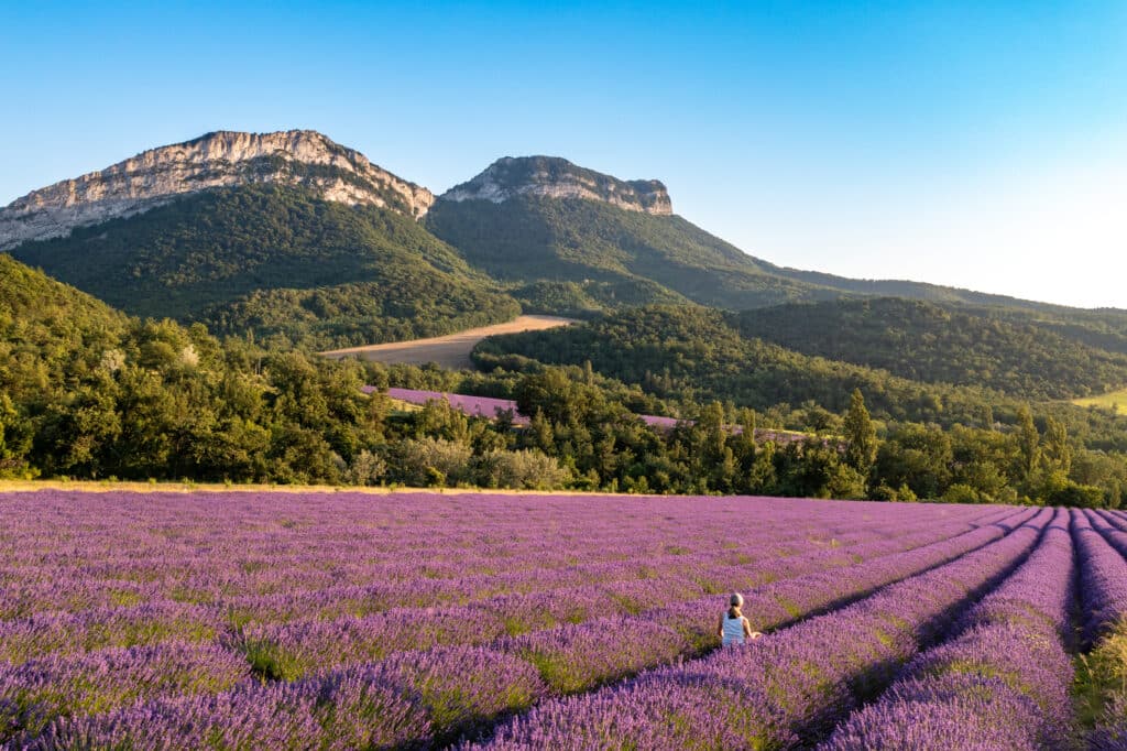 Champ de lavande et montagnes dans la Vallée de la Drôme